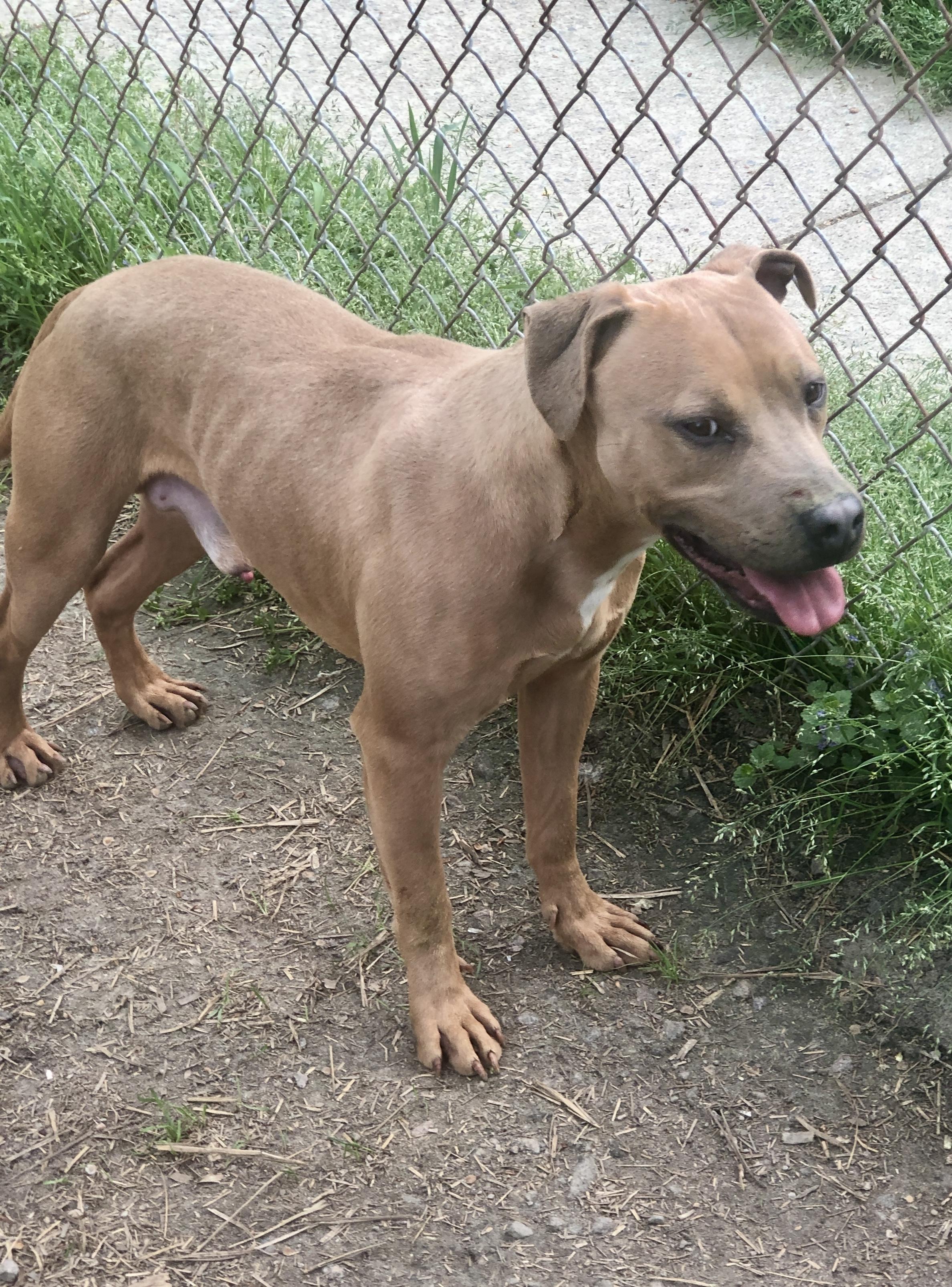Enlarge Justin, a Adoptable mixed breed in Petersburg, VA image 6/6