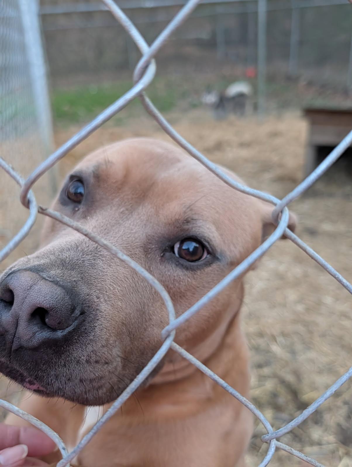 Enlarge Justin, a Adoptable mixed breed in Petersburg, VA image 6/6