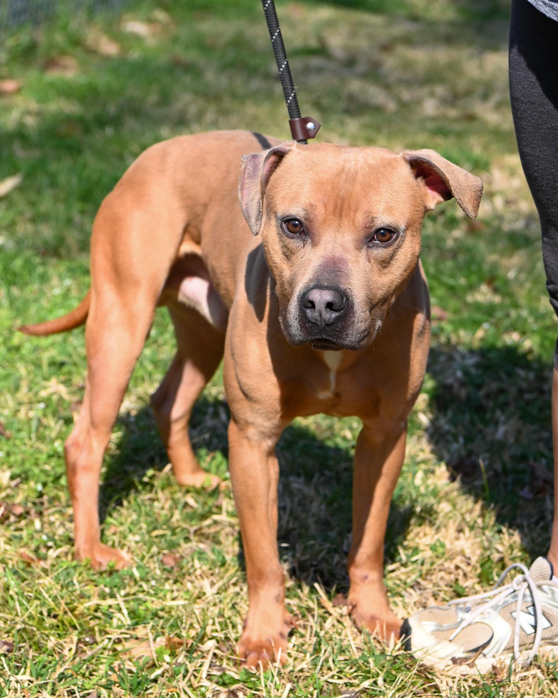 Justin, Adoptable, Young Male Pit Bull Terrier & Mixed Breed.