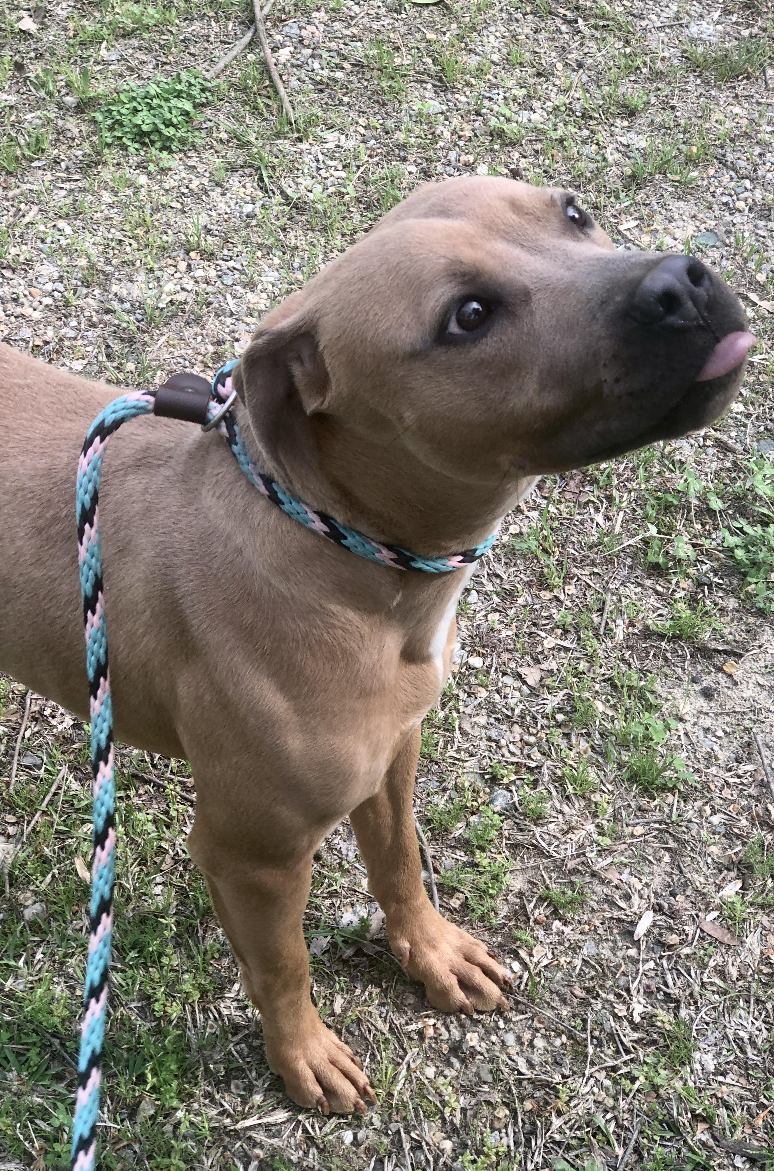 Enlarge Justin, a Adoptable mixed breed in Petersburg, VA image 5/6