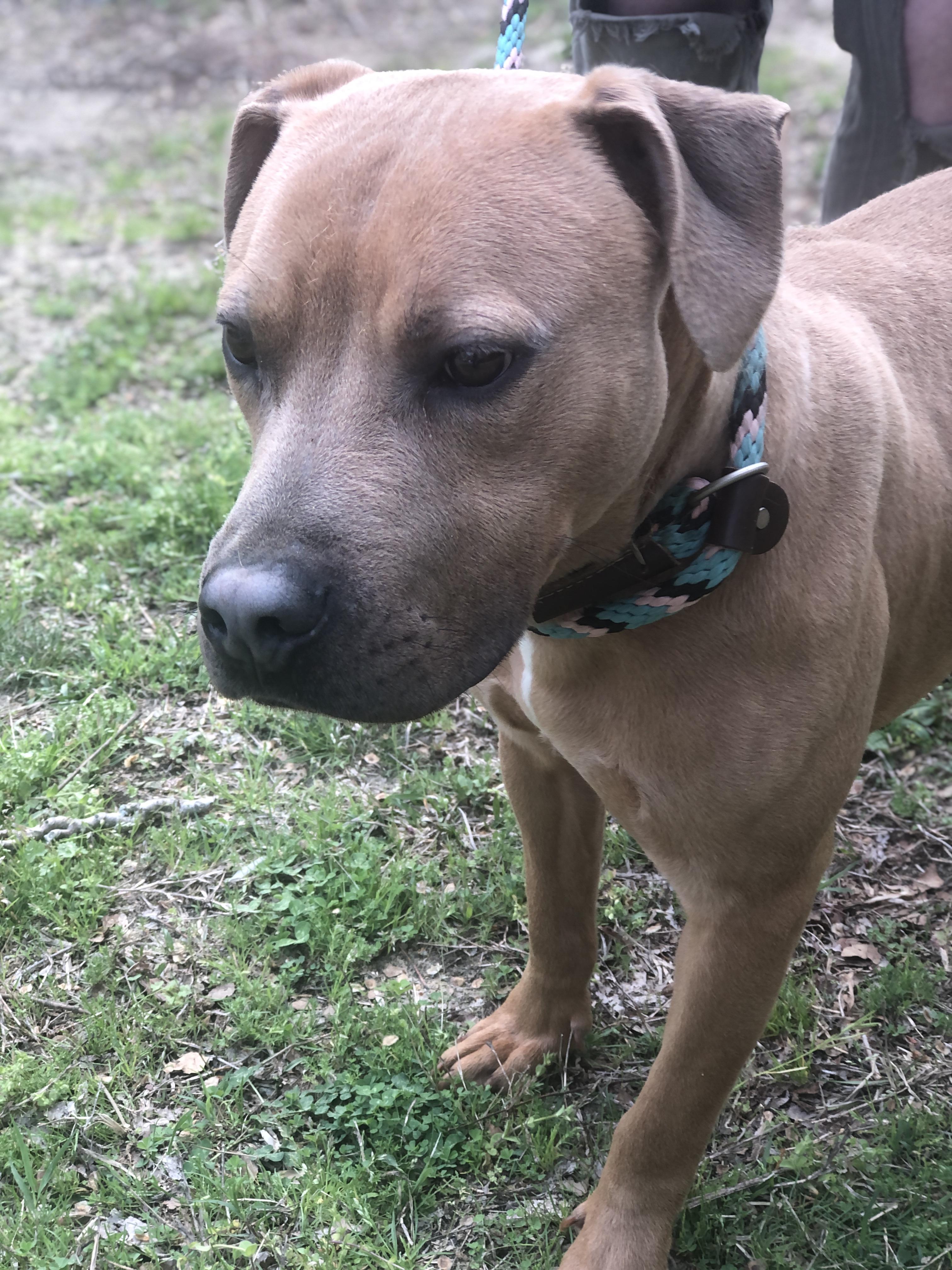 Enlarge Justin, a Adoptable mixed breed in Petersburg, VA image 1/6