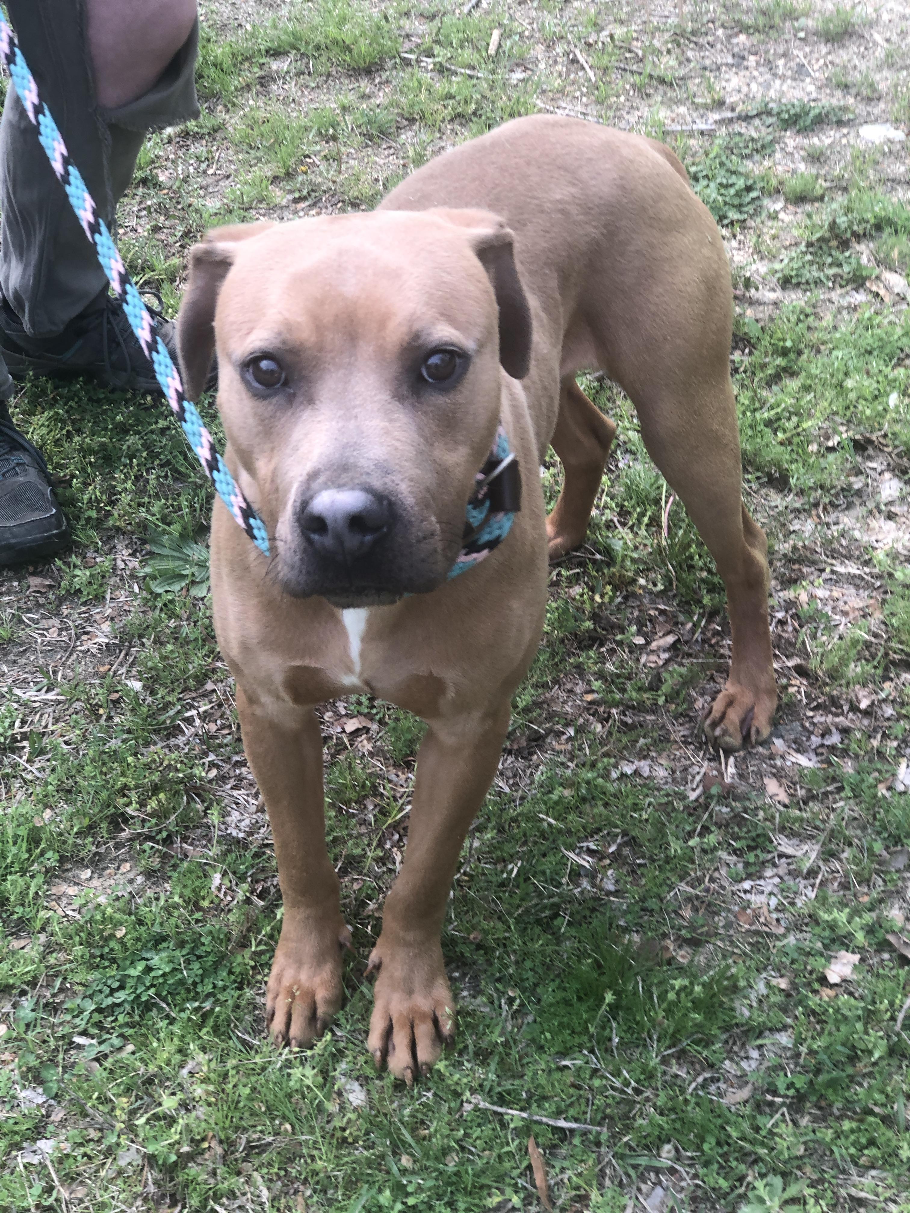 Enlarge Justin, a Adoptable mixed breed in Petersburg, VA image 4/6