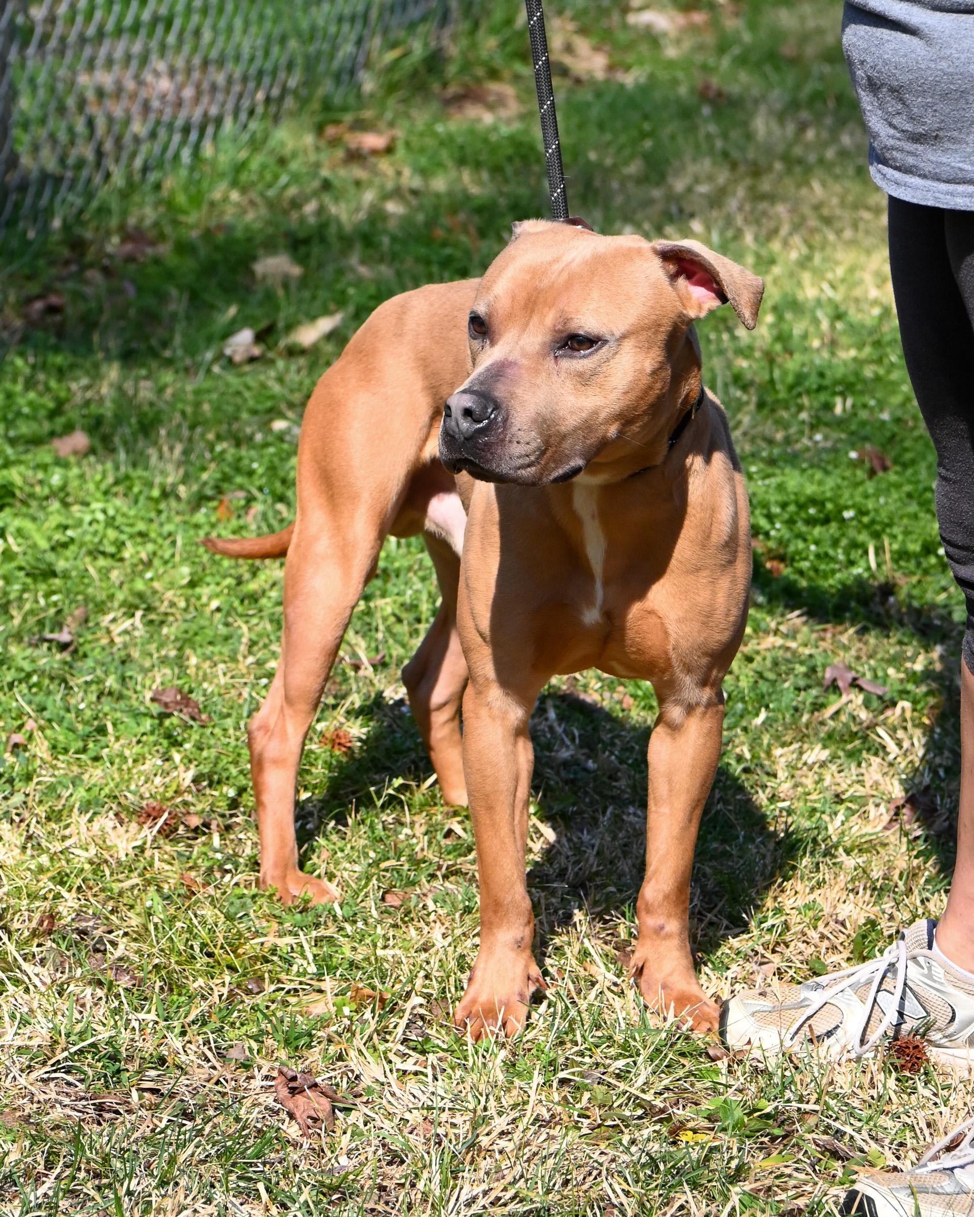 Enlarge Justin, a Adoptable mixed breed in Petersburg, VA image 5/6