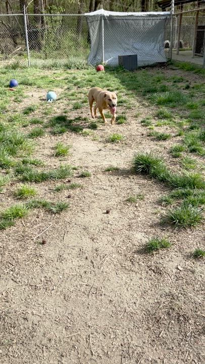 Enlarge Justin, a Adoptable mixed breed in Petersburg, VA video 2/6