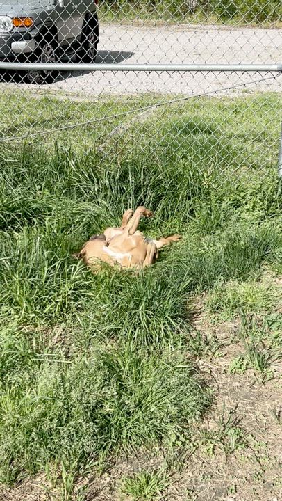 Enlarge Justin, a Adoptable mixed breed in Petersburg, VA video 3/6