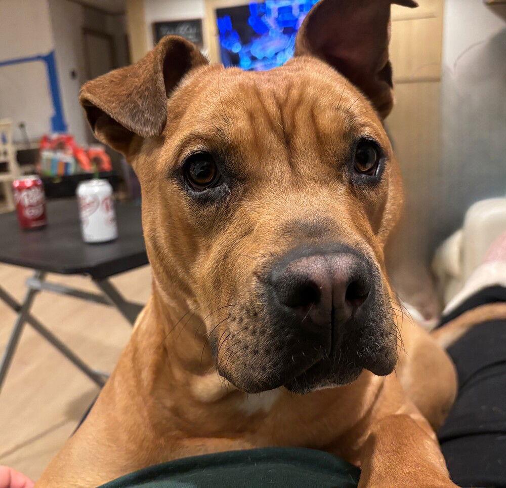 Copper (aka Cop), Adoptable, Young Male Pit Bull Terrier.