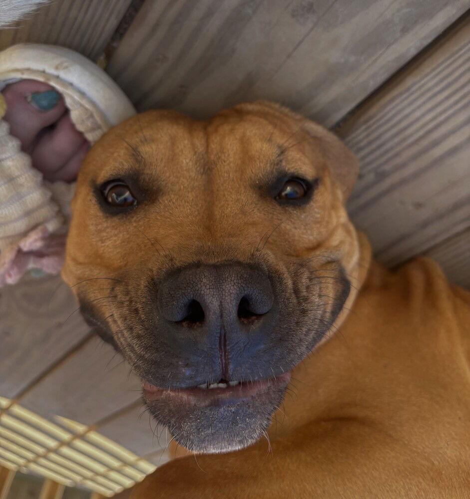 Copper (aka Cop), a Adoptable Pit Bull Terrier in Candler, NC image 2/3