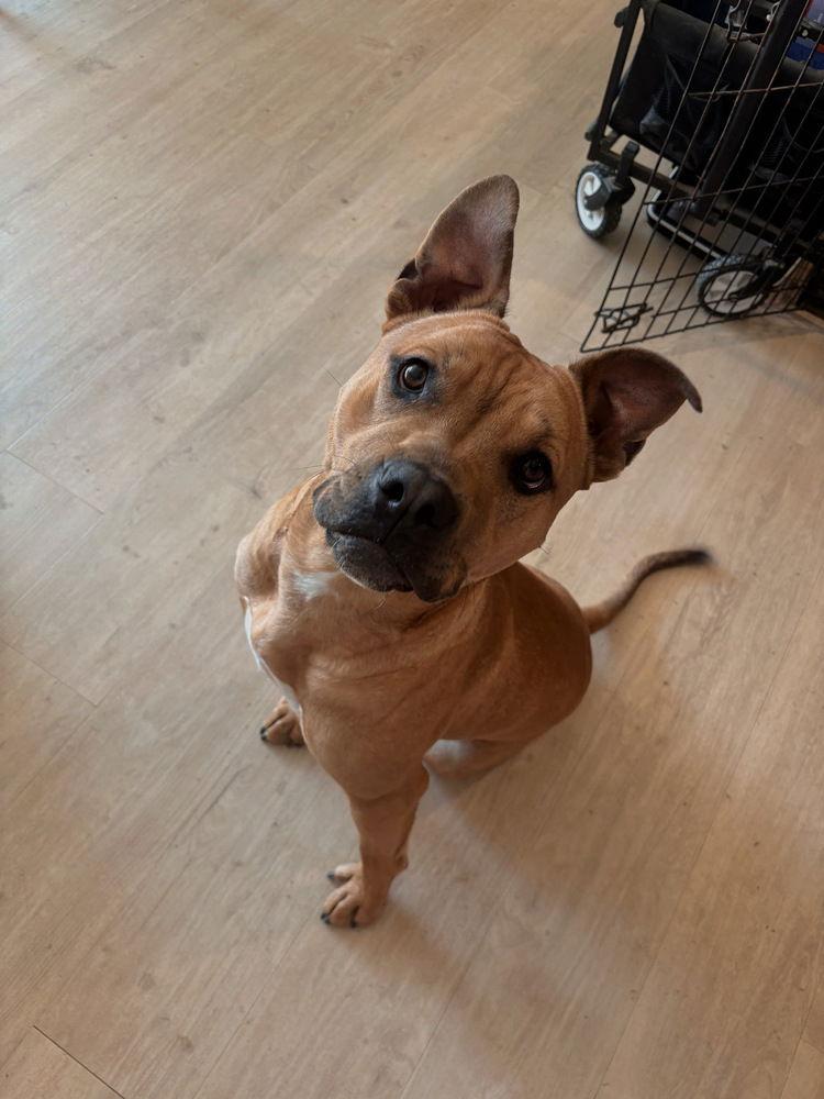 Copper (aka Cop), a Adoptable Pit Bull Terrier in Candler, NC image 3/3