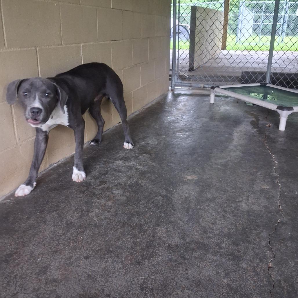 Slate, Adoptable, Young Male English Bulldog.