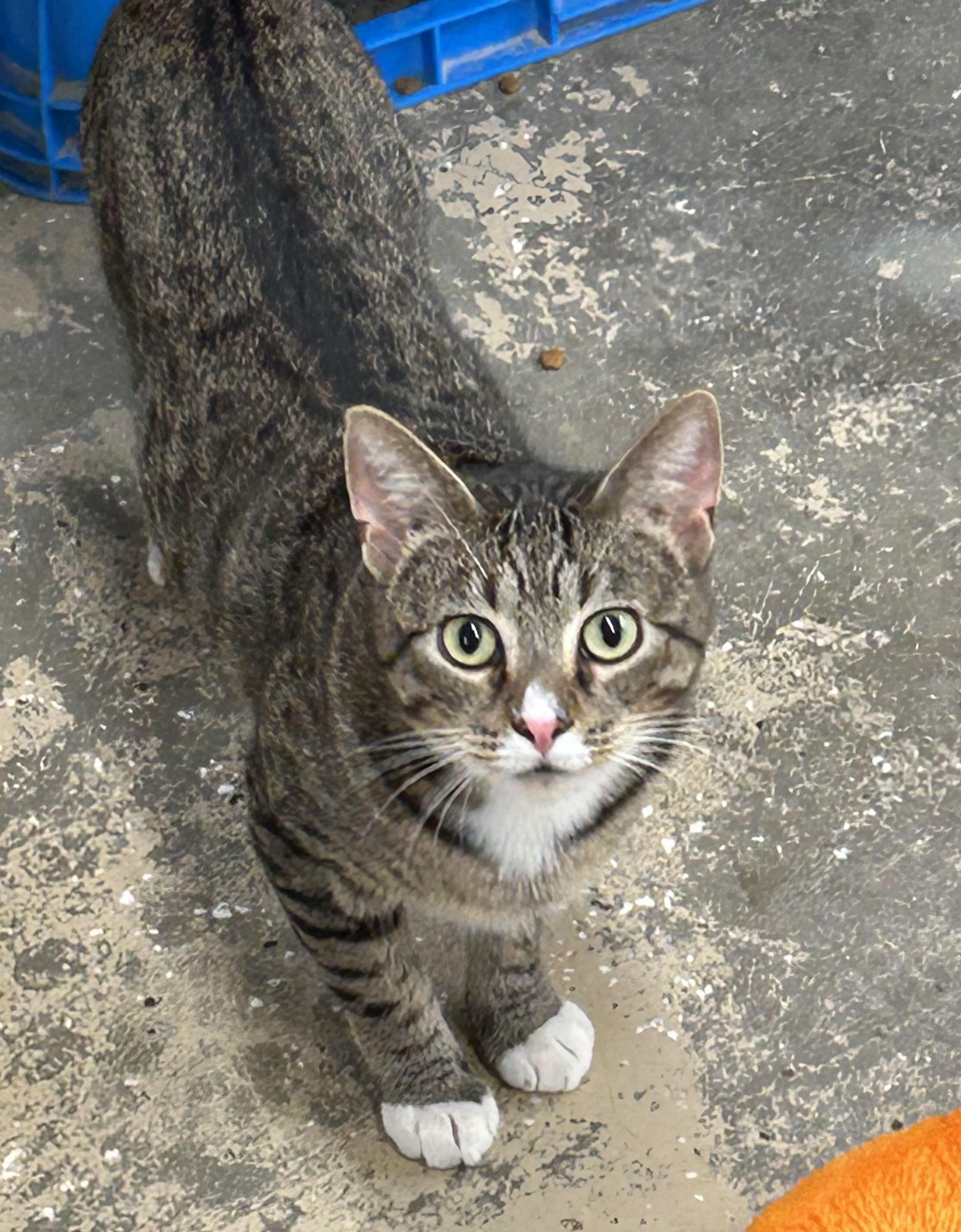 Mo, Adoptable, Young Male Domestic Short Hair.