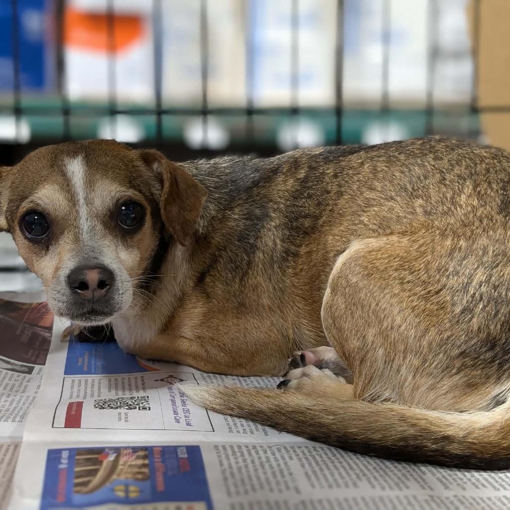 Logan, Adoptable, Adult Male Chihuahua.