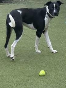 Enlarge ARMANI, a Adoptable mixed breed in houston, TX image 3/4