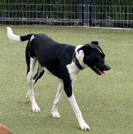 Enlarge ARMANI, a Adoptable mixed breed in houston, TX image 1/4