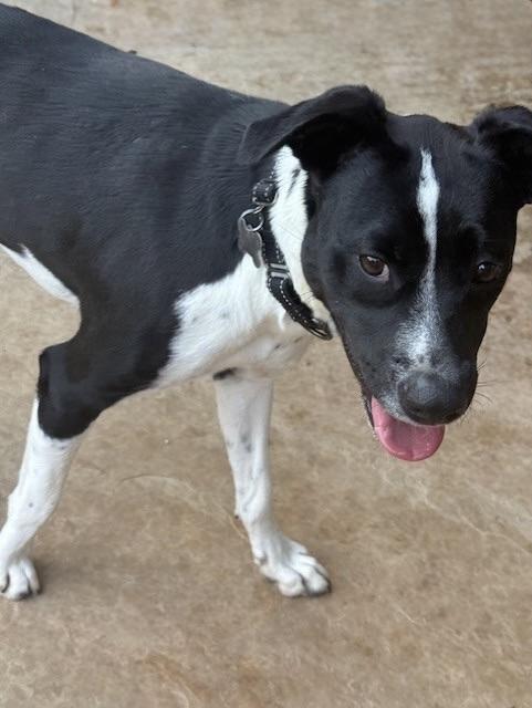 Enlarge ARMANI, a Adoptable mixed breed in houston, TX image 4/4