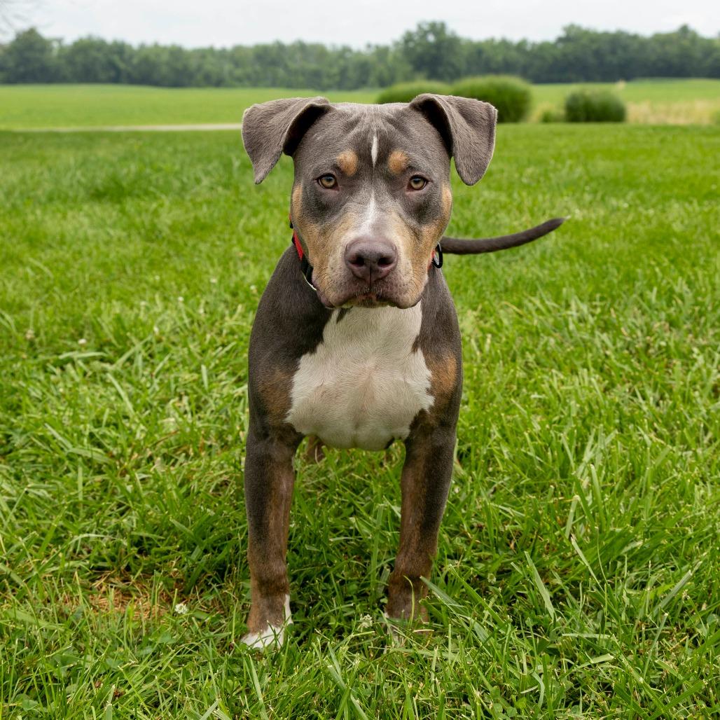 Dunkin **Off-Site Foster Home**, Adoptable, Adult Male Mixed Breed.