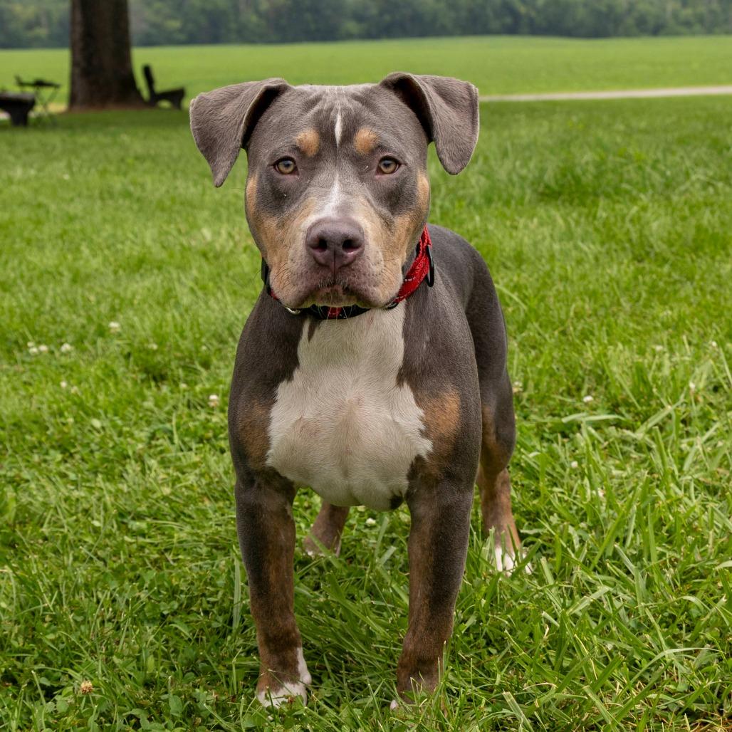 Enlarge Dunkin **Off-Site Foster Home**, a Adoptable Mixed Breed in Troy, IL image 2/4