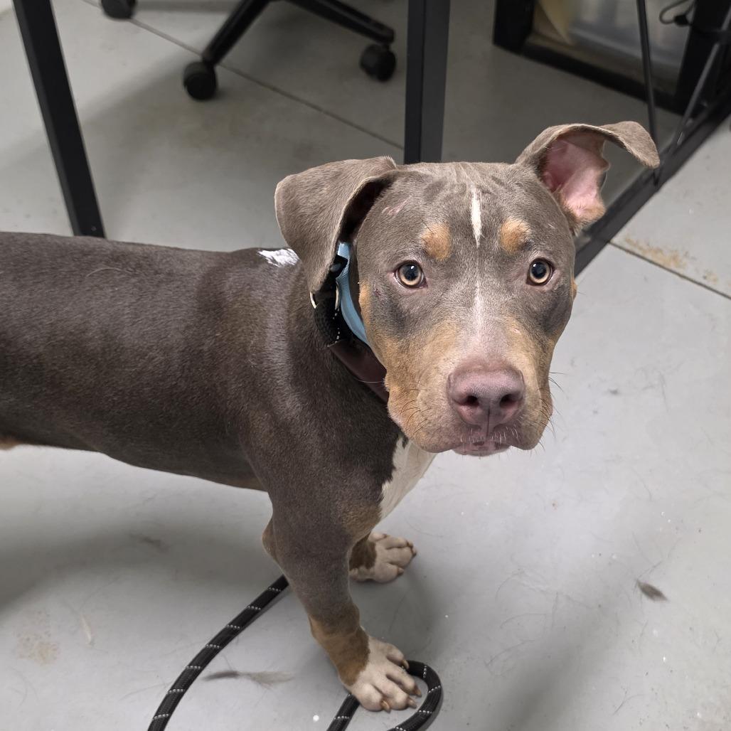 Enlarge Dunkin **Off-Site Foster Home**, a Adoptable Mixed Breed in Troy, IL image 3/4