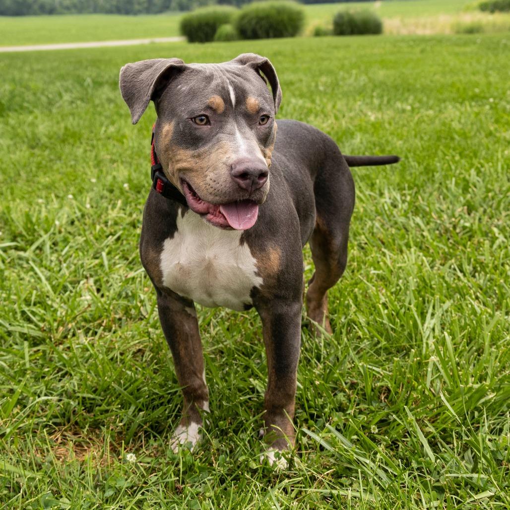 Enlarge Dunkin **Off-Site Foster Home**, a Adoptable Mixed Breed in Troy, IL image 4/4