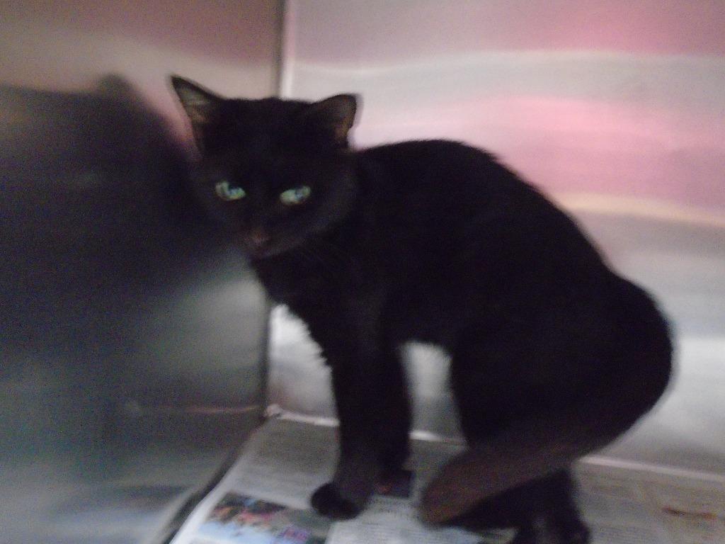 Enlarge Sam, a Adoptable mixed breed in Hopkinsville, KY image 1/3