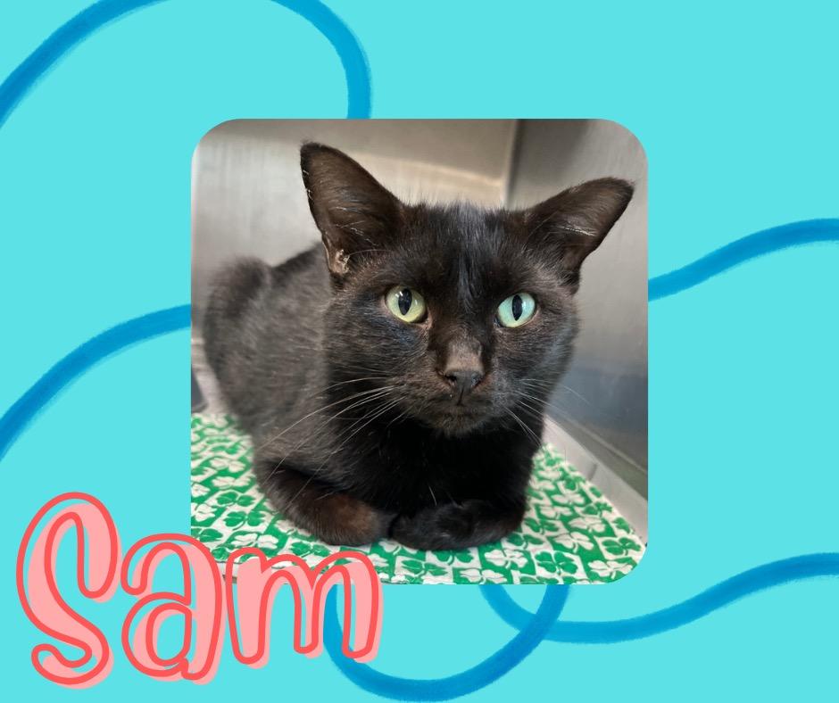 Enlarge Sam, a Adoptable mixed breed in Hopkinsville, KY image 2/3