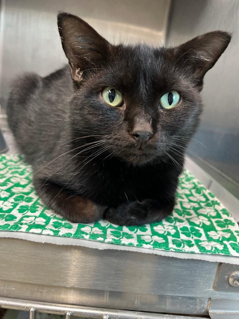 Enlarge Sam, a Adoptable mixed breed in Hopkinsville, KY image 2/3