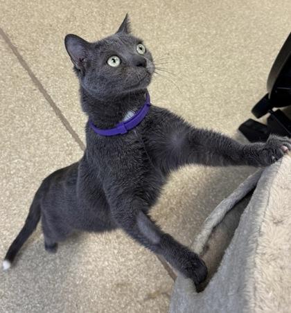 Enlarge Sheldon fee waived to be adopted with Leondard, a Adoptable Domestic Short Hair in Seneca, SC image 1/2