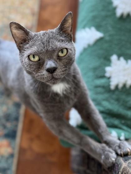 Sheldon to be adopted with Leonard FOSTERED, a Adoptable Domestic Short Hair in Seneca, SC image 1/2