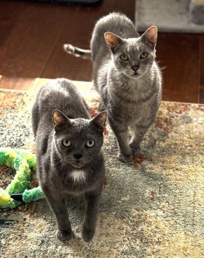 Sheldon to be adopted with Leonard FOSTERED, Adoptable, Adult Male Domestic Short Hair & Domestic Short Hair.