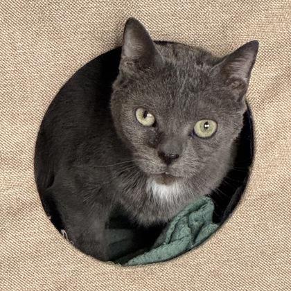 Sheldon to be adopted with Leonard FOSTERED, a Adoptable Domestic Short Hair in Seneca, SC image 2/2