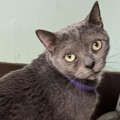 Enlarge Sheldon fee waived to be adopted with Leondard, a Adoptable Domestic Short Hair in Seneca, SC image 2/2