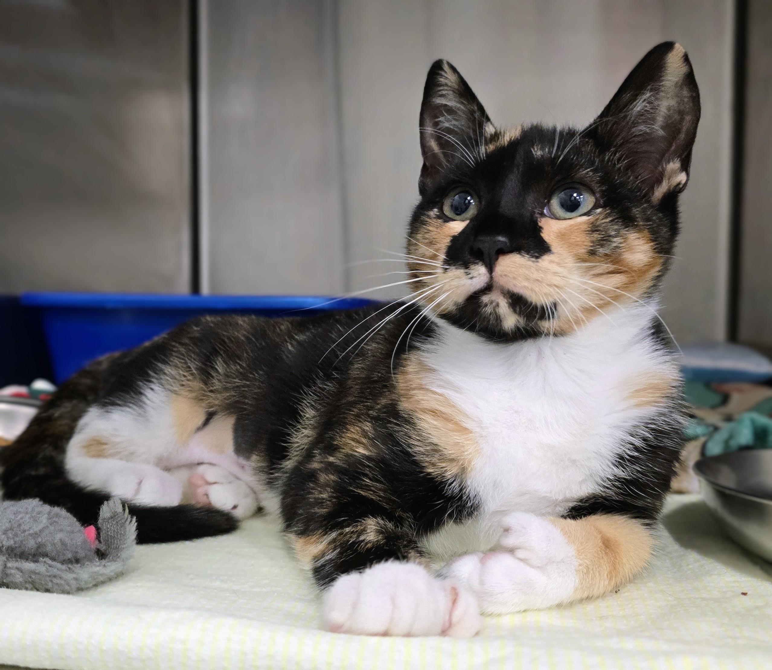 6-354 Love Bug, an adopted mixed breed in Amityville, NY image 2/3