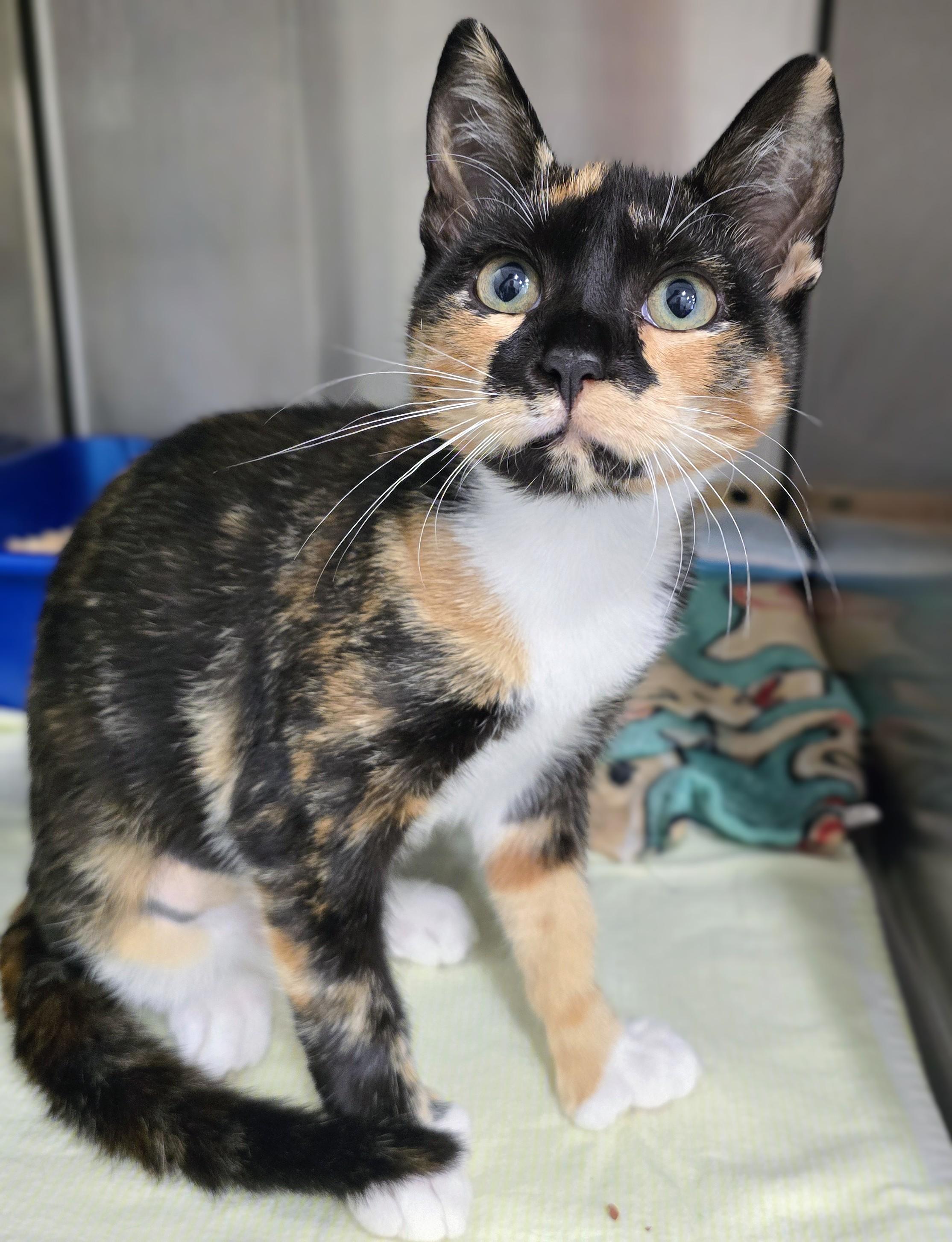 6-354 Love Bug, adopted, Kitten Female Domestic Short Hair.
