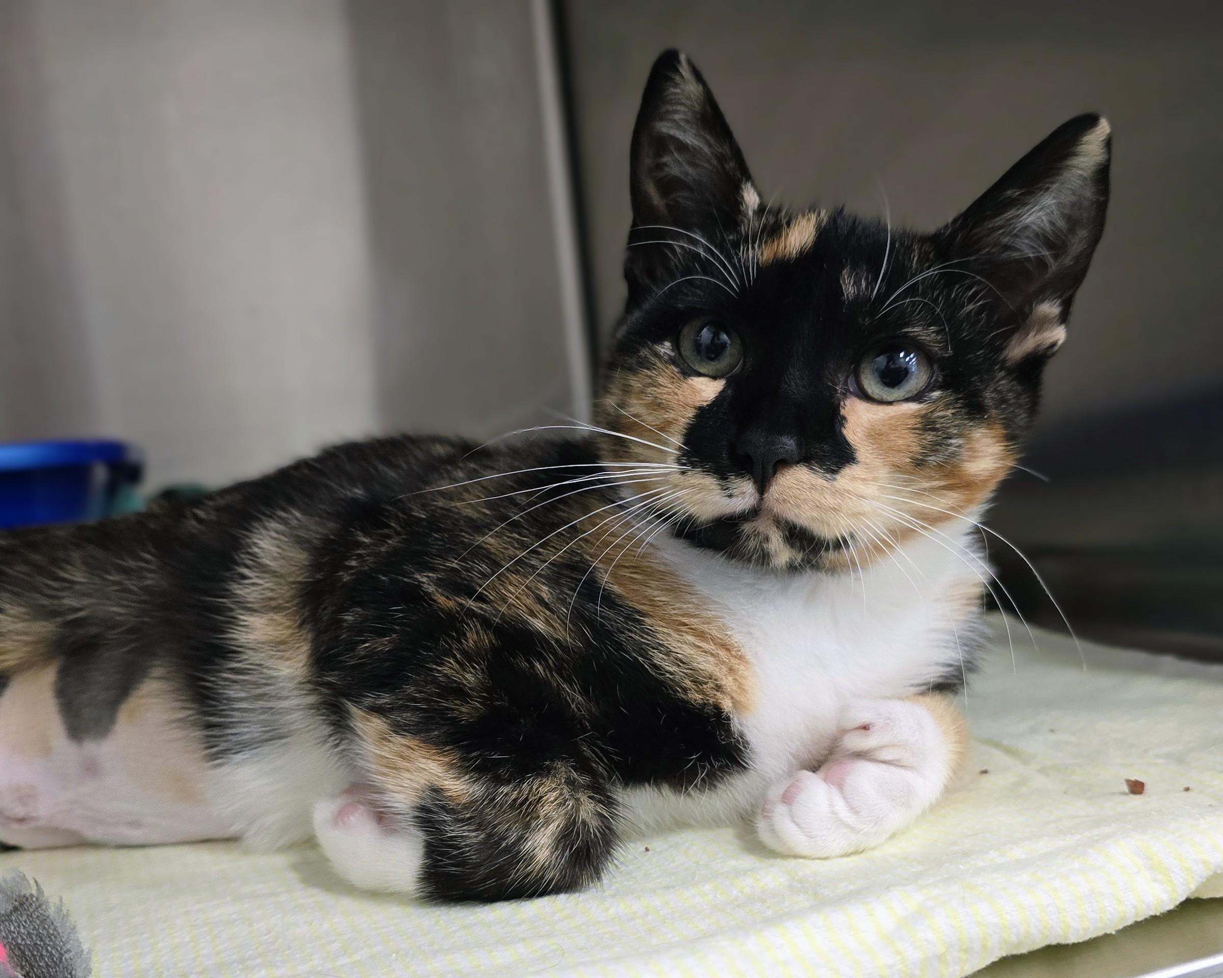 6-354 Love Bug, an adopted mixed breed in Amityville, NY image 3/3