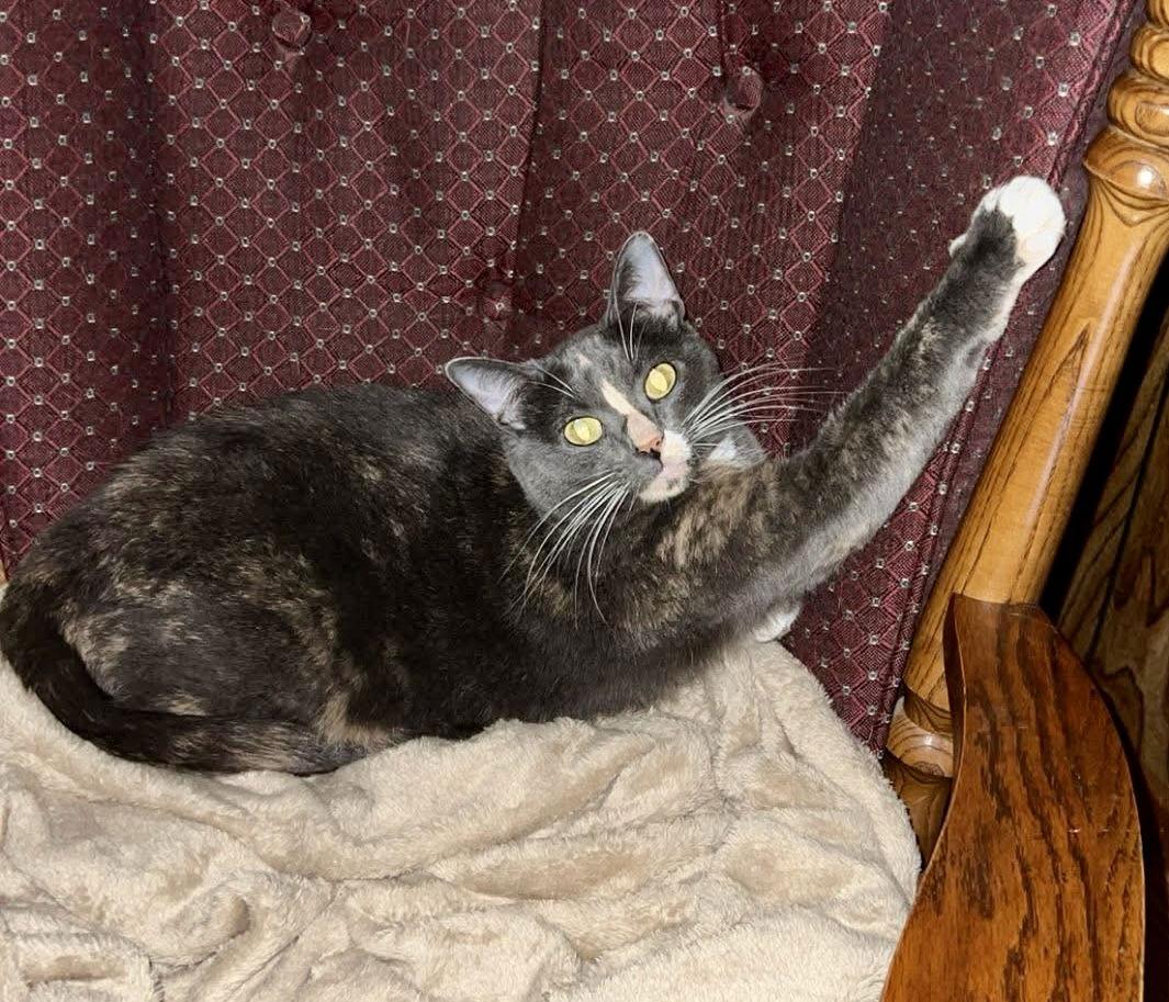 Mila, a Adopted Domestic Short Hair in Texarkana, TX image 1/3