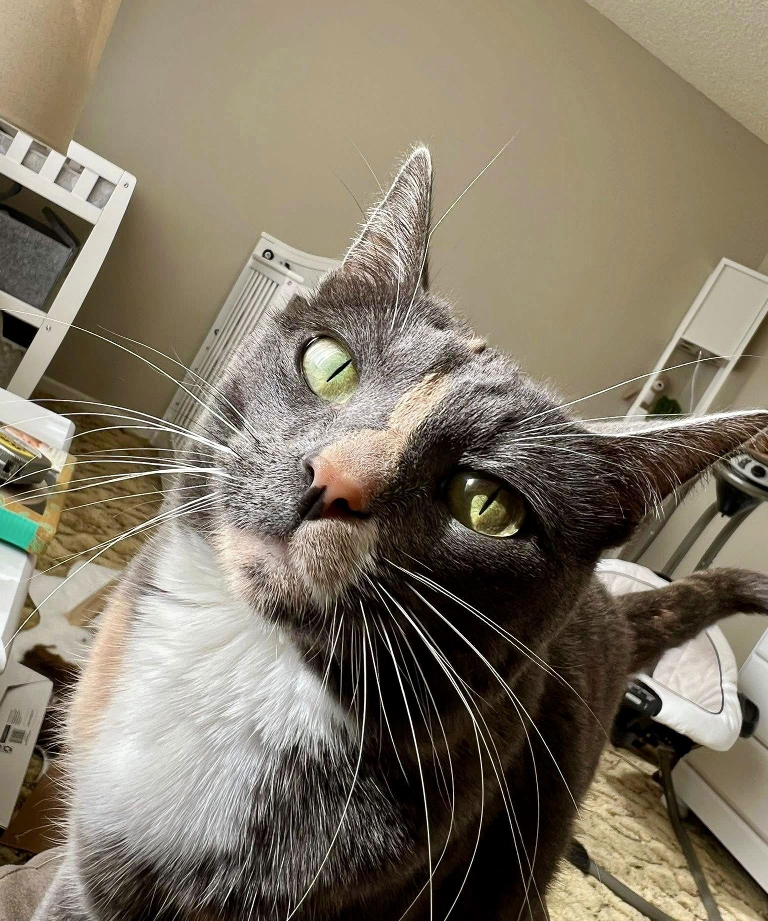 Mila, a Adopted Domestic Short Hair in Texarkana, TX image 2/3