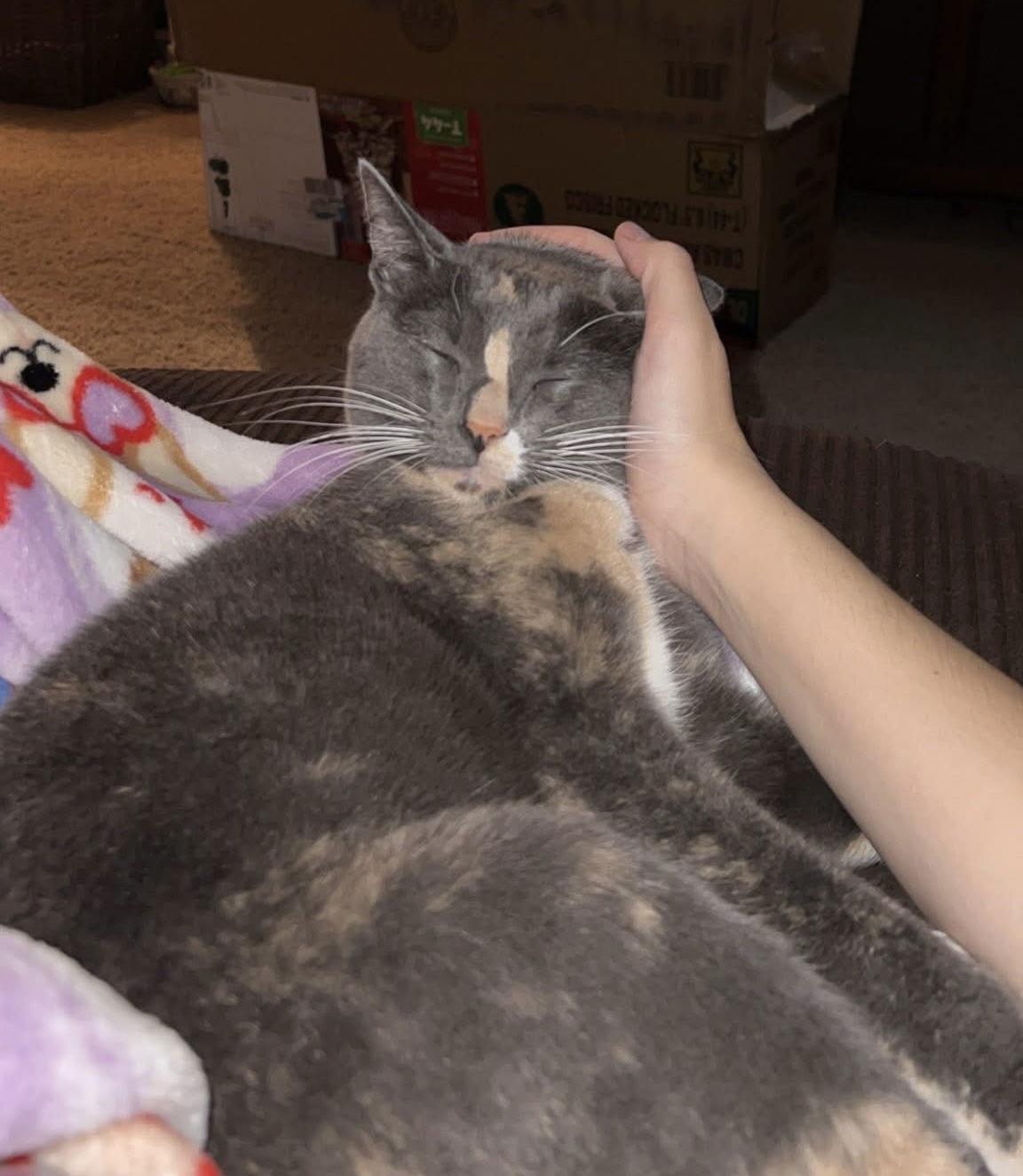 Mila, a Adopted Domestic Short Hair in Texarkana, TX image 3/3