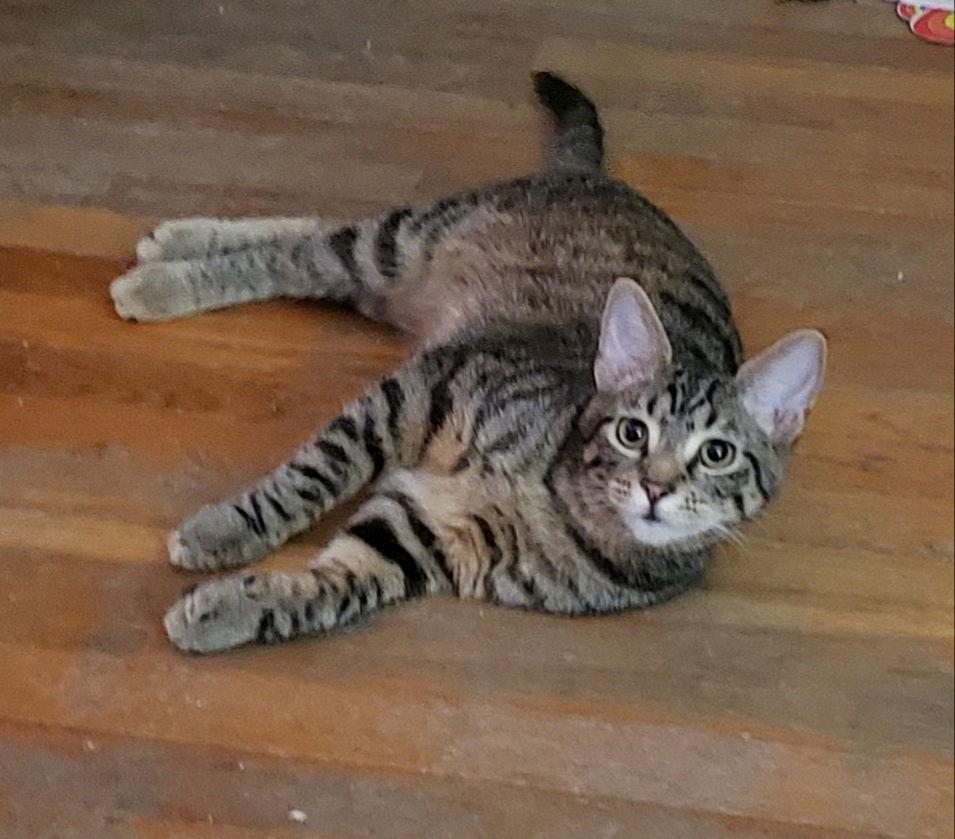 Enlarge Shaggy, a Adoptable mixed breed in Cincinnati, OH image 3/3