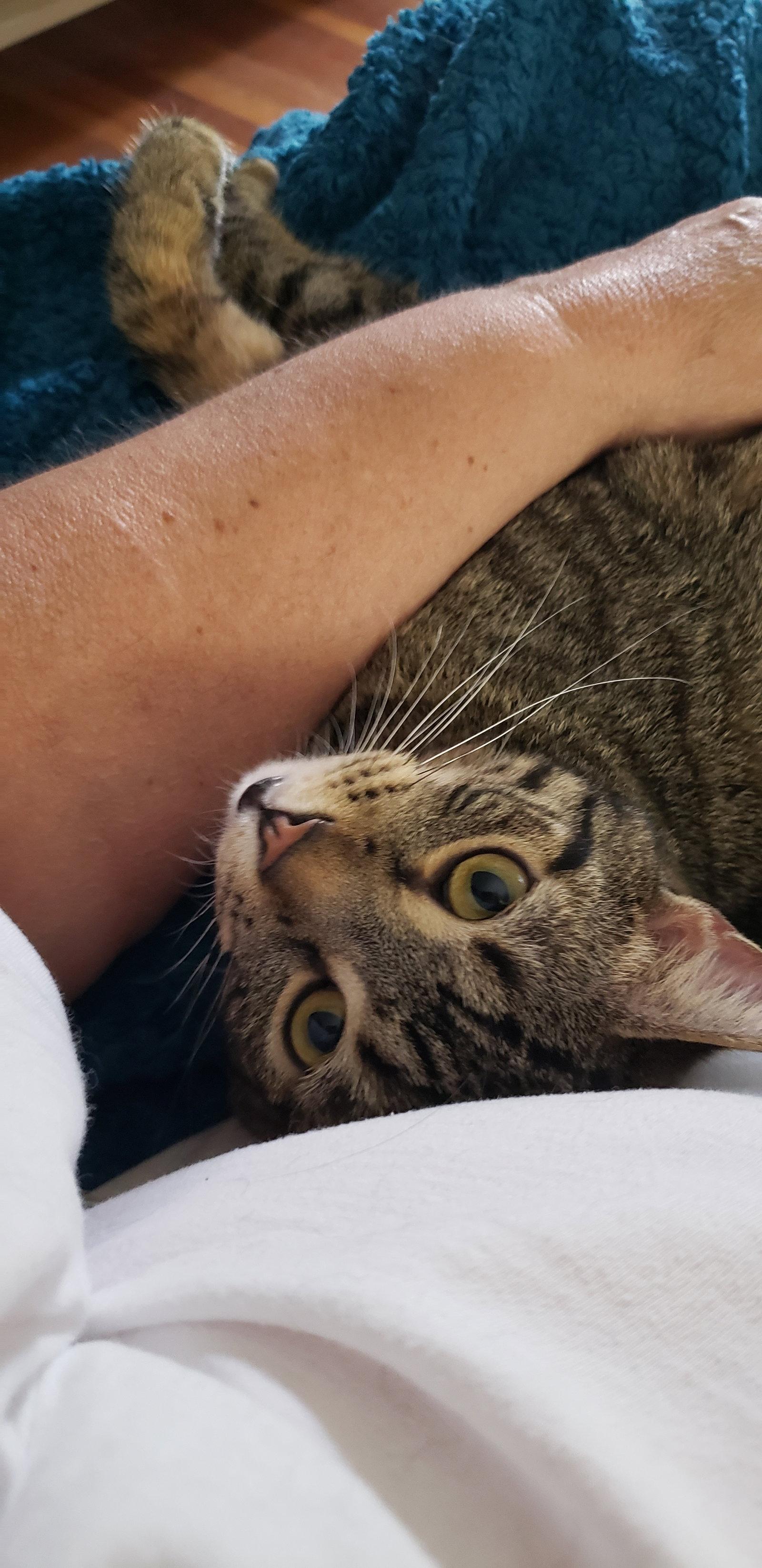 Shaggy, Adoptable, Kitten Male Tabby & Domestic Short Hair.
