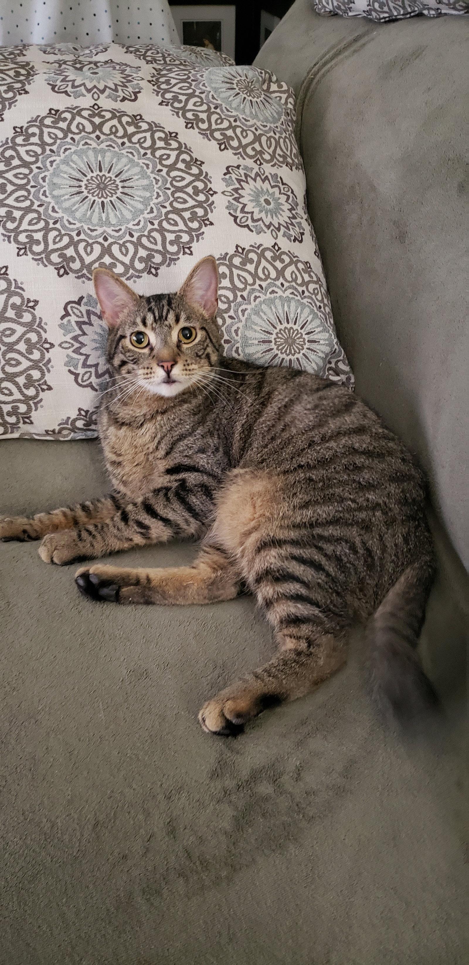 Enlarge Shaggy, a Adoptable mixed breed in Cincinnati, OH image 2/3