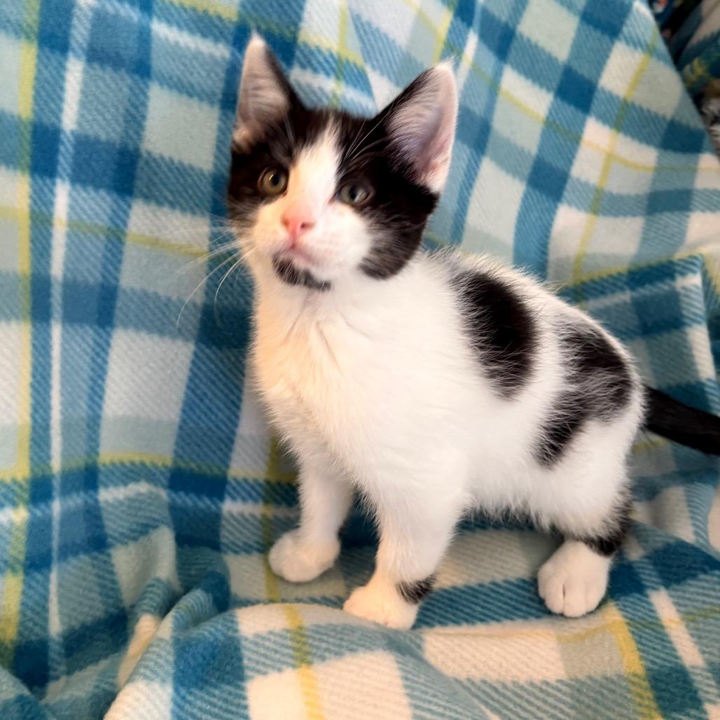 Wednesday, ADOPTABLE, Young Male Domestic Short Hair.