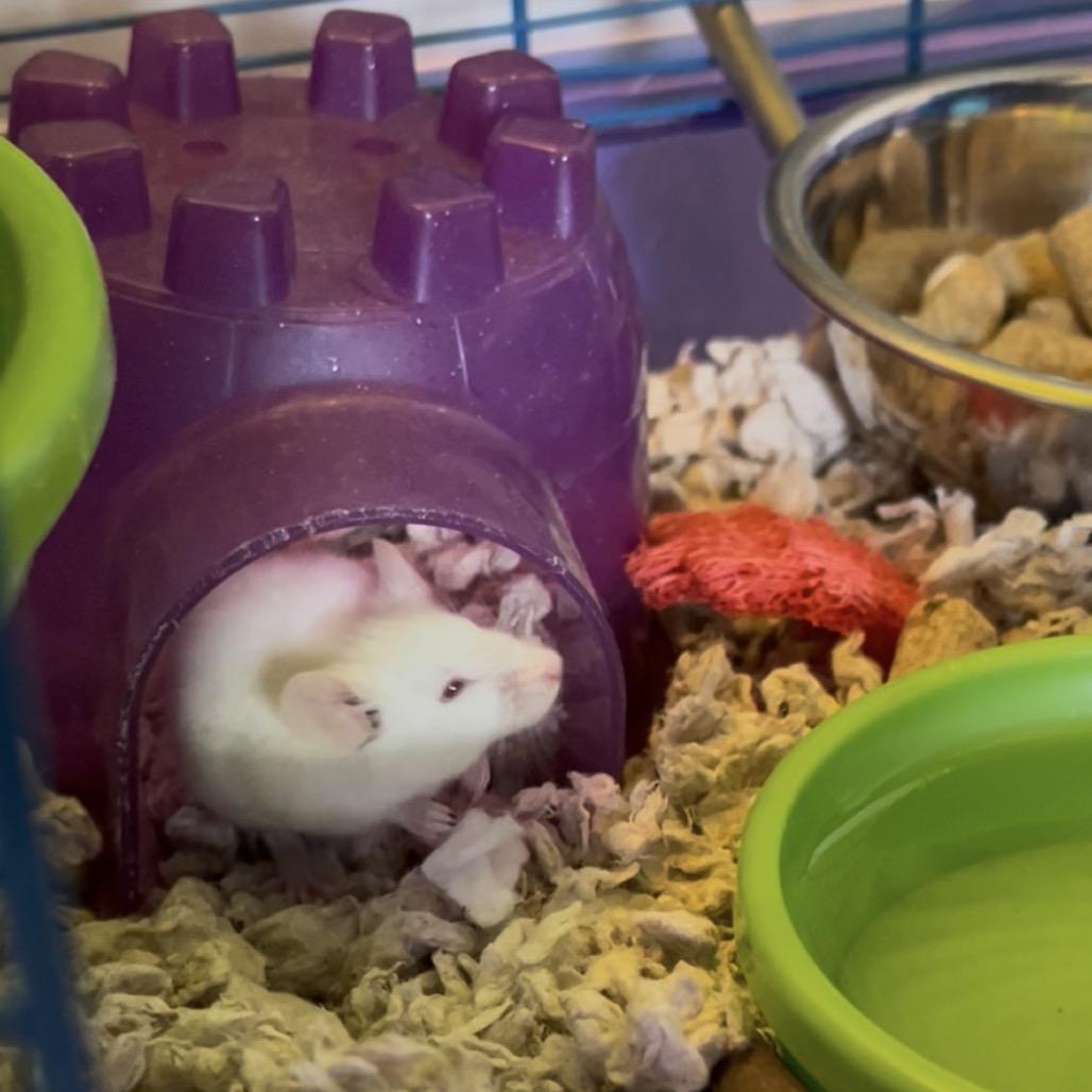 Enlarge Ricotta, a Adoptable Mouse in Clearwater, FL image 1/3