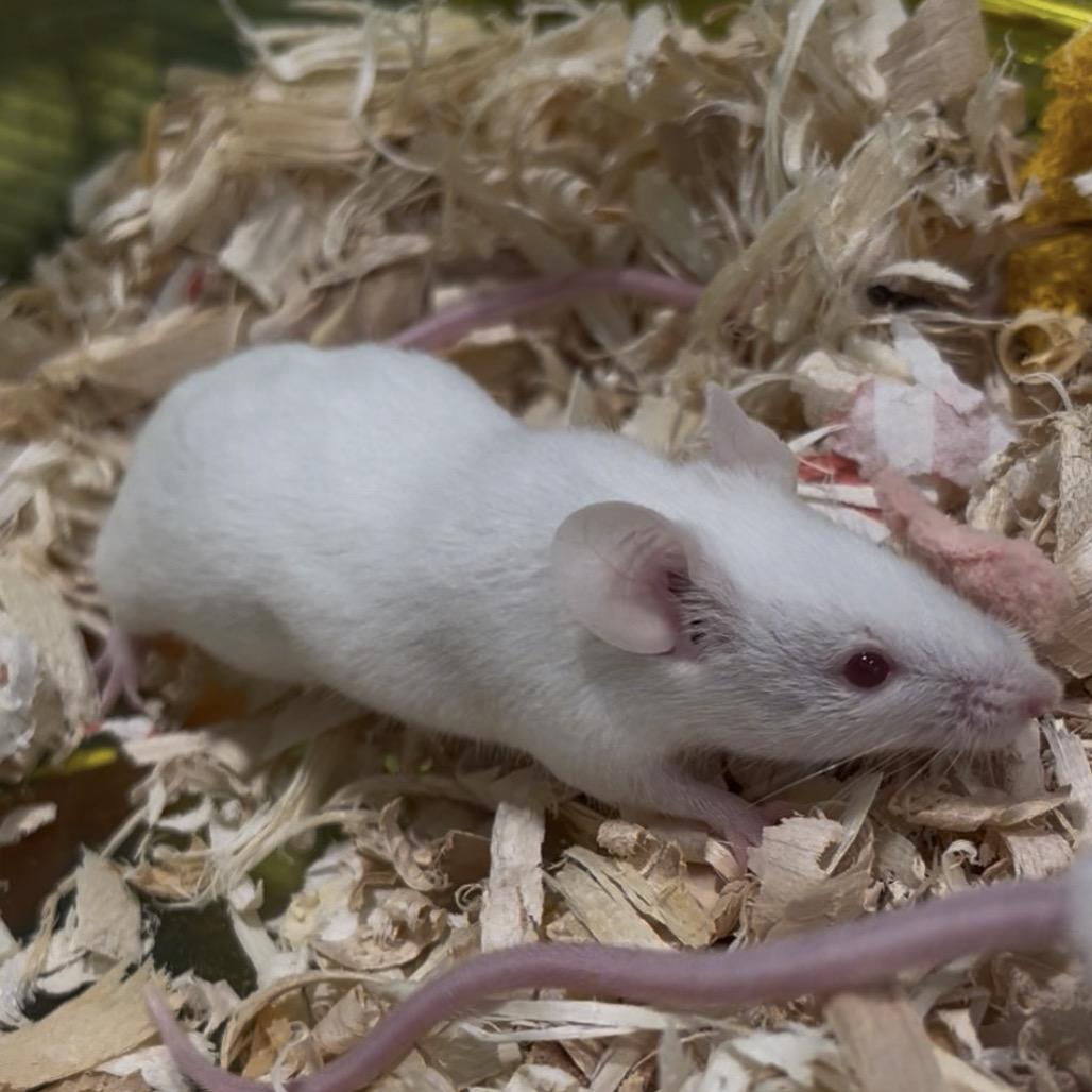 Enlarge Ricotta, a Adoptable Mouse in Clearwater, FL image 2/3