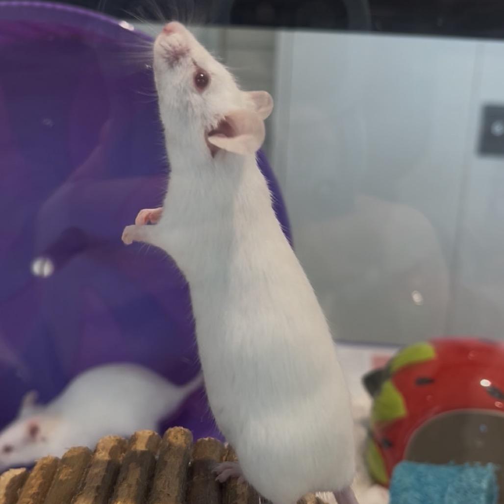 Ricotta, a Adoptable Mouse in Clearwater, FL image 3/4