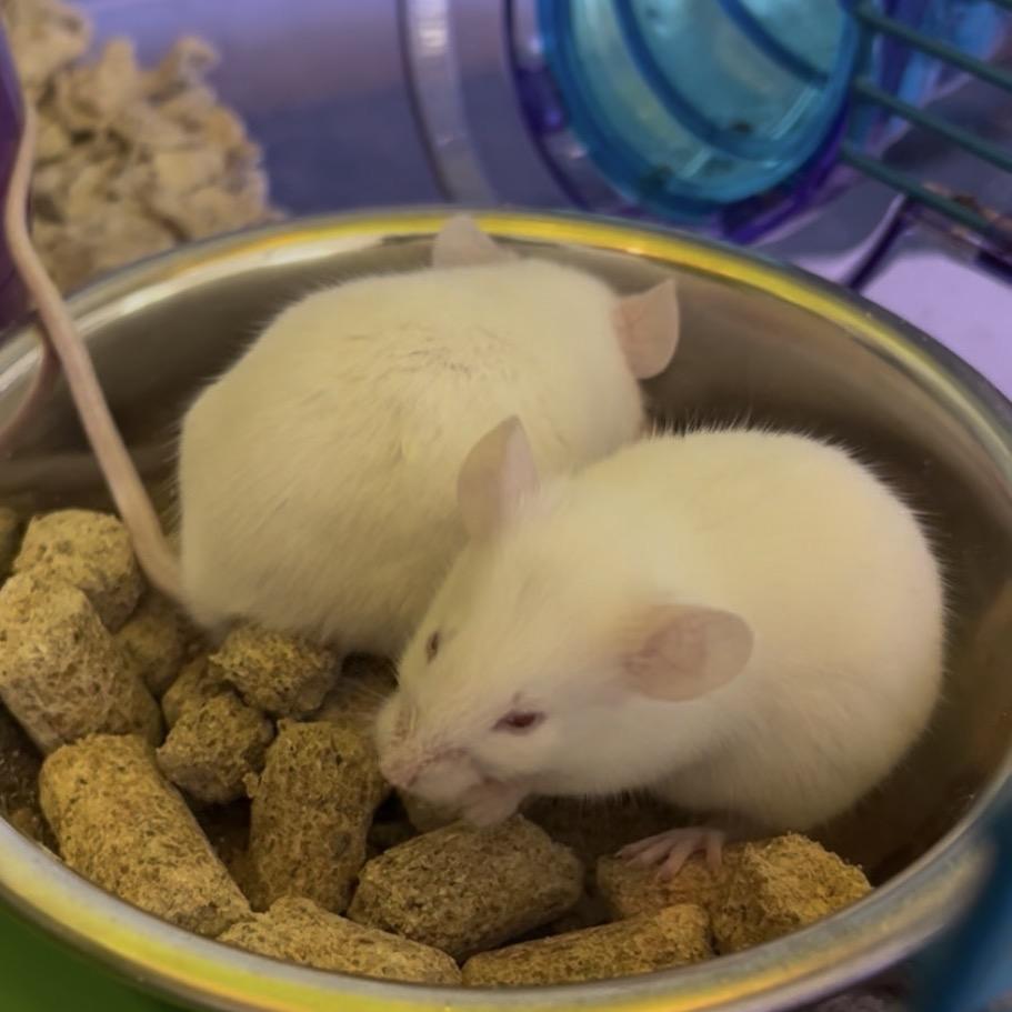 Enlarge Ricotta, a Adoptable Mouse in Clearwater, FL image 3/3