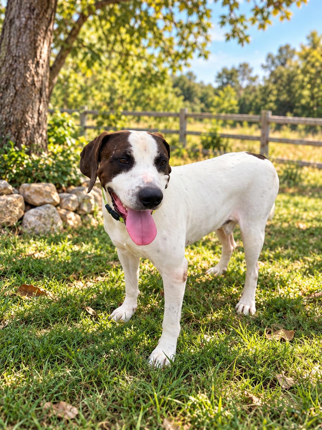 Enlarge Moose, a Adoptable mixed breed in Welch, MN image 3/5