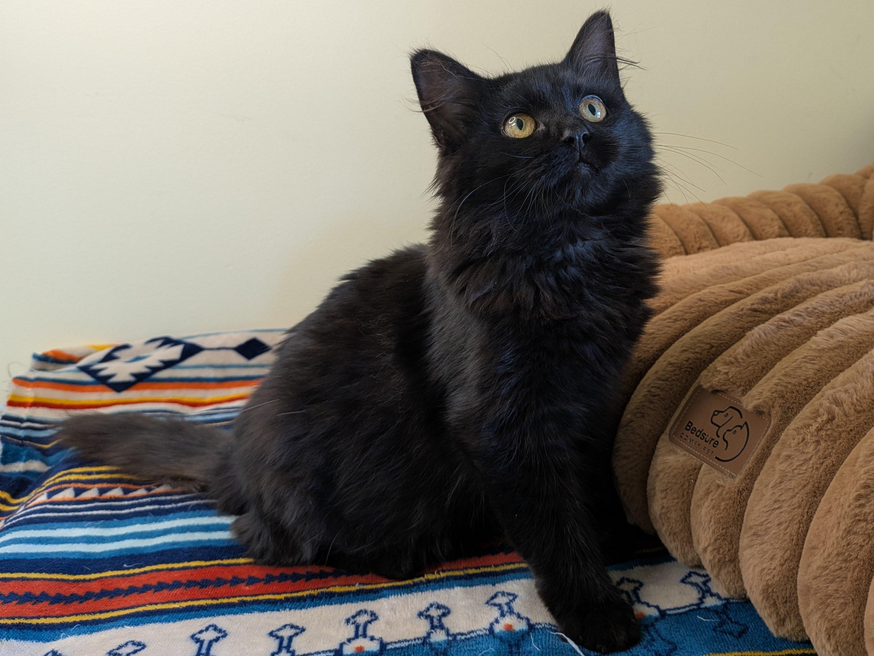 Raven, an adoptable Domestic Medium Hair in Republic, WA, 99166 | Photo Image 5