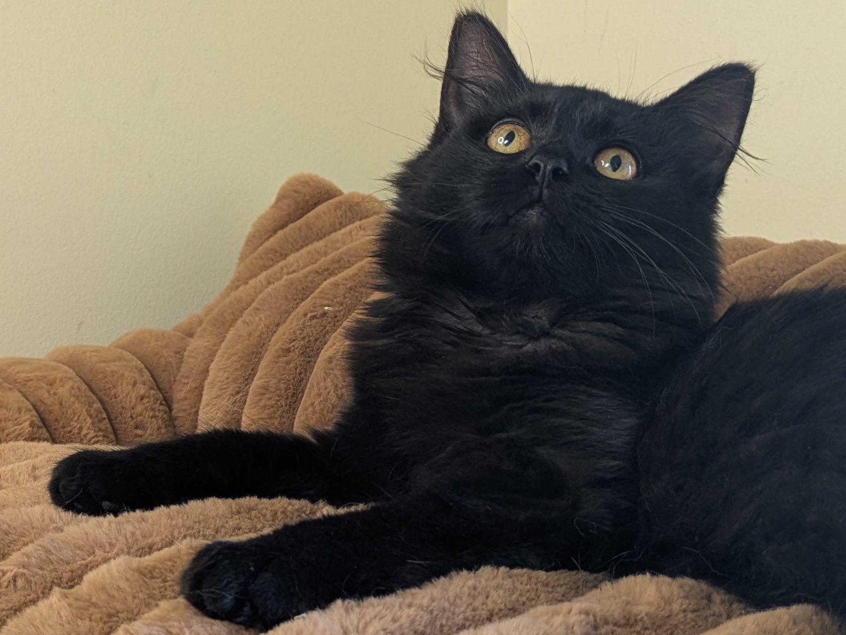 Raven, an adoptable Domestic Medium Hair in Republic, WA, 99166 | Photo Image 3