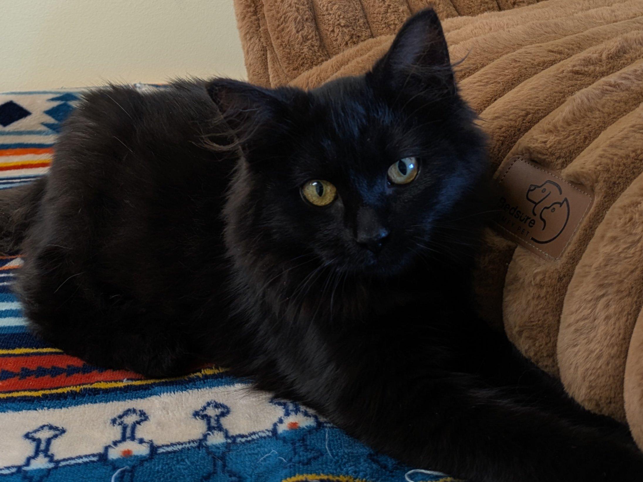 Raven, an adoptable Domestic Medium Hair in Republic, WA, 99166 | Photo Image 2