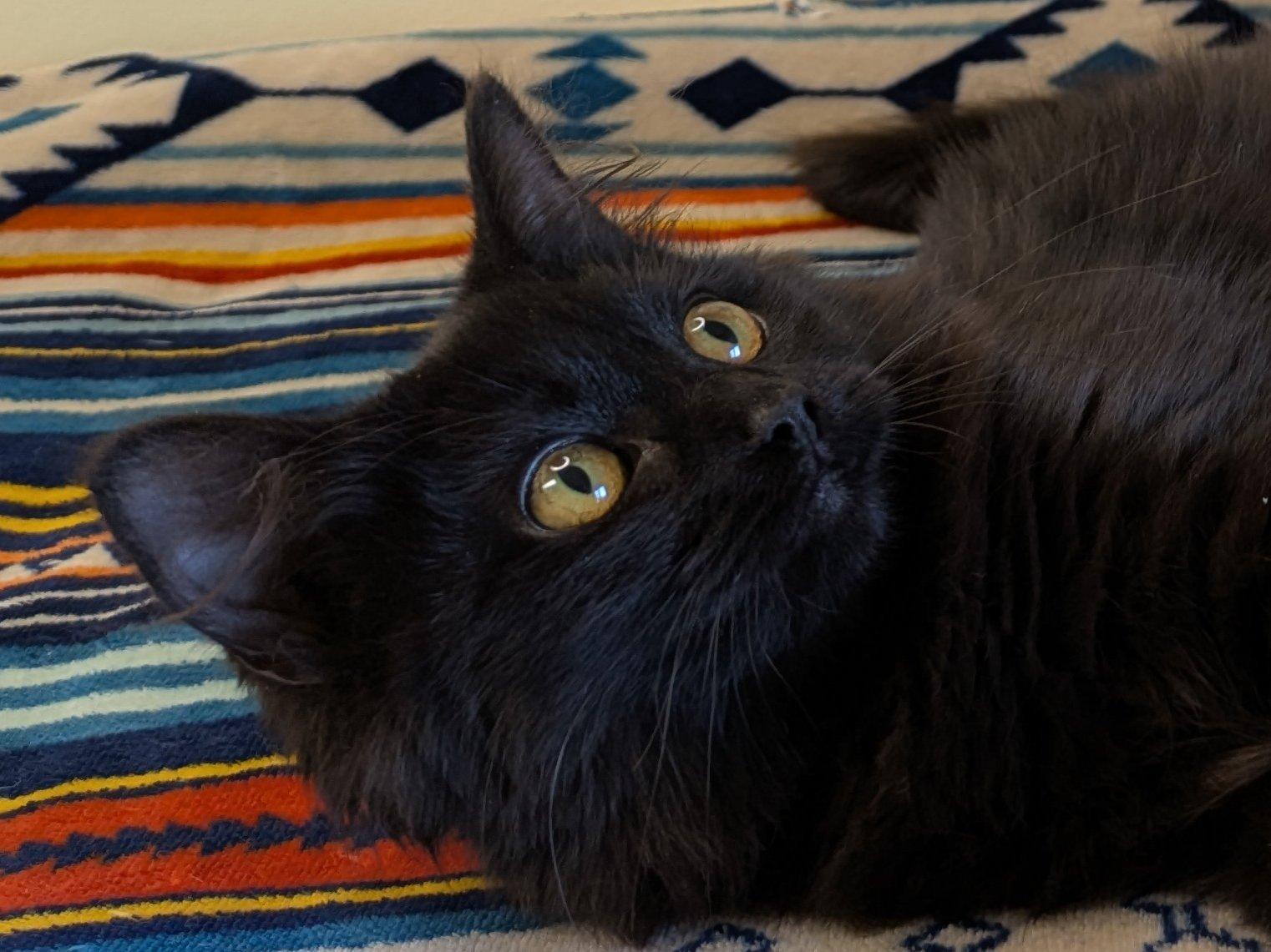 Raven, an adoptable Domestic Medium Hair in Republic, WA, 99166 | Photo Image 1