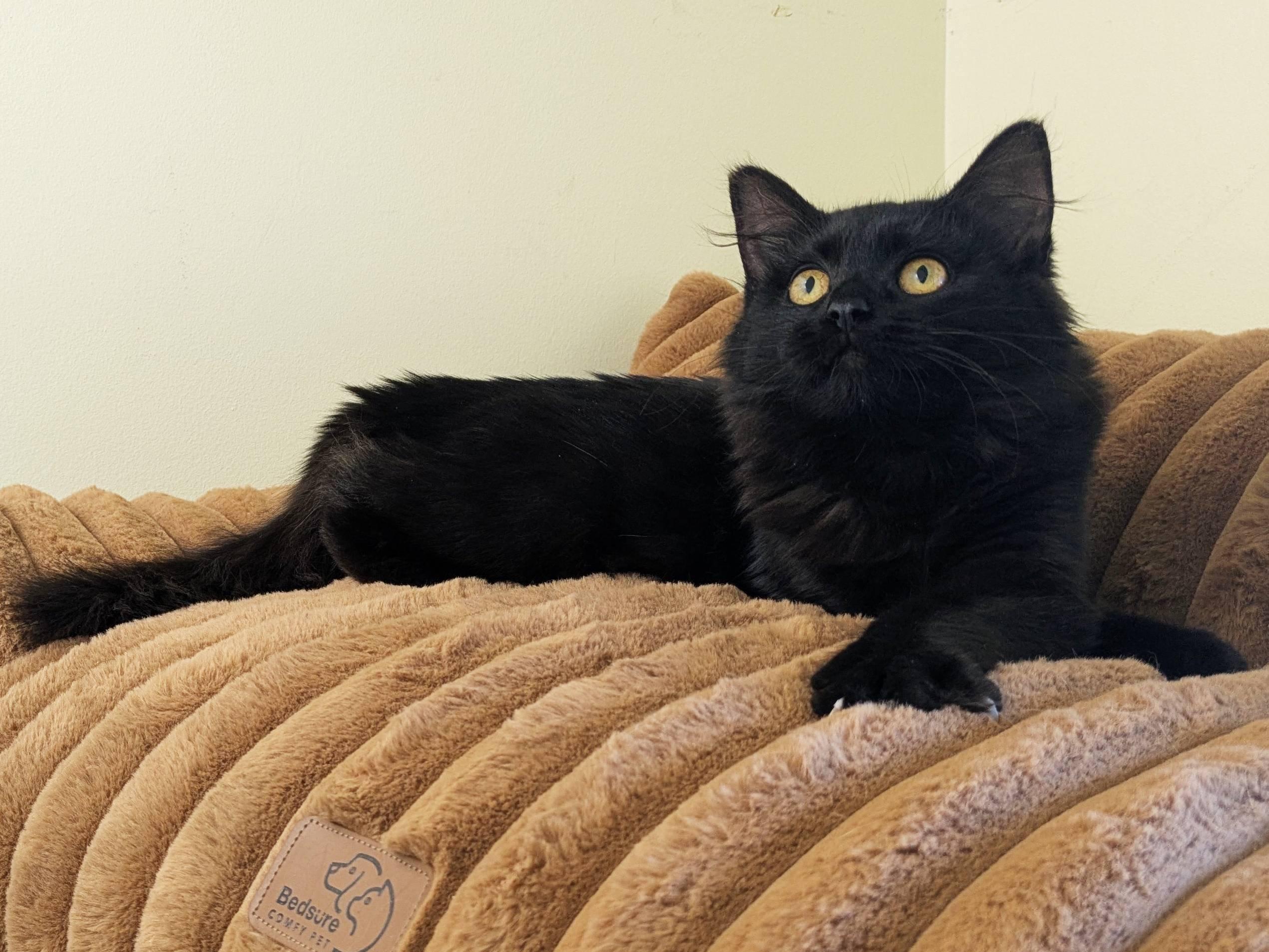 Raven, an adoptable Domestic Medium Hair in Republic, WA, 99166 | Photo Image 4